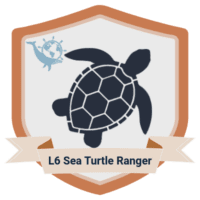 L6 sea turtle ranger